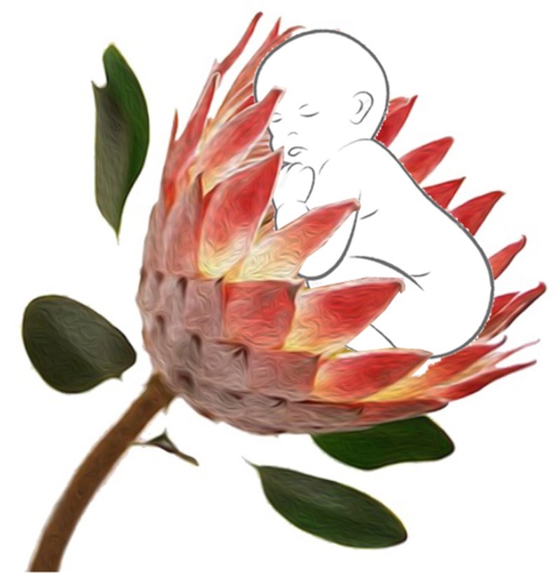 cropped-Logo-Protea.jpg